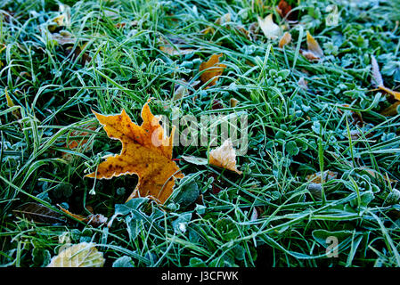 Bunte Herbstblätter mit Abstauben von Frost. Stockfoto
