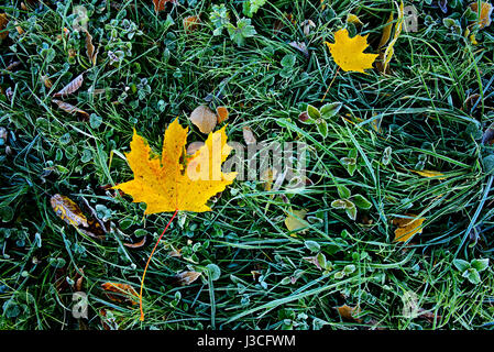 Bunte Herbstblätter mit Abstauben von Frost. Stockfoto
