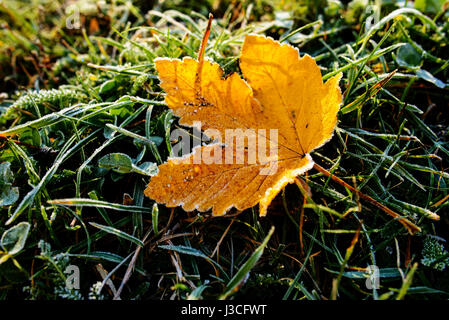 Bunte Herbstblätter mit Abstauben von Frost. Stockfoto