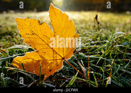 Bunte Herbstblätter mit Abstauben von Frost. Stockfoto