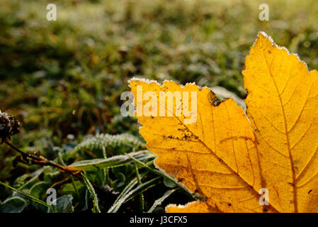 Bunte Herbstblätter mit Abstauben von Frost. Stockfoto