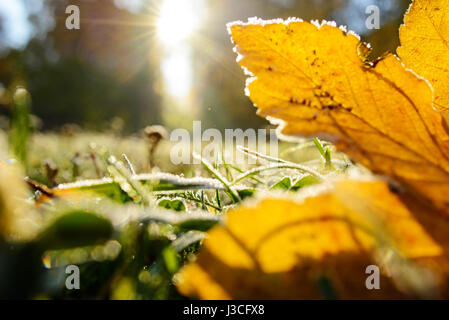 Bunte Herbstblätter mit Abstauben von Frost. Stockfoto