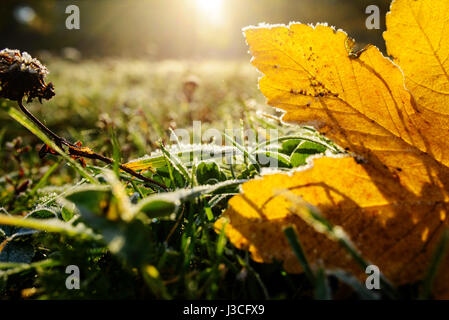 Bunte Herbstblätter mit Abstauben von Frost. Stockfoto