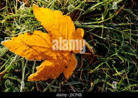 Bunte Herbstblätter mit Abstauben von Frost. Stockfoto
