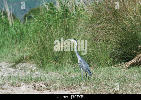 Black-headed Heron Camdeboo Nation Park Graaff Reinet Eastern Cape Südafrika Stockfoto