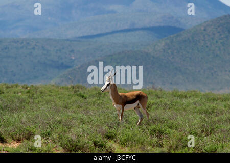 Springbok Camdeboo Nation Park Graaff Reinet Eastern Cape Südafrika Stockfoto