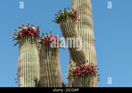 Nahaufnahme eines Saguaro Kaktus in Arizona mit roten Früchten an den Spitzen und ein ganz blauer Himmel als Hintergrund. Stockfoto