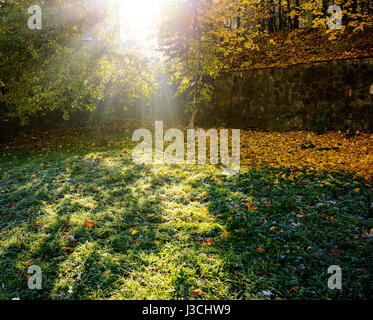 Herbst Landschaft gelb und trockene Blätter, Strahlen der Sonne durch die Äste der Bäume im Park Stockfoto