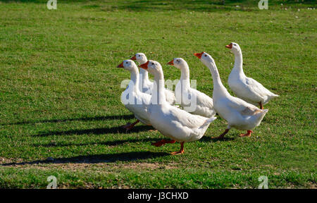 Schneegans, zu Fuß auf dem Rasen. Nutztier. Stockfoto