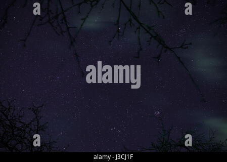 Wolken im Mond Licht durch einen Wald und am Nachthimmel voller Sterne. Stockfoto