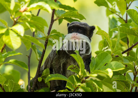 Closeup Portrait von einem Kaiser Tamarin Saguinus Imperator, Primaten in einem Baum an einem hellen, lebhaften und sonnigen Tag. Stockfoto