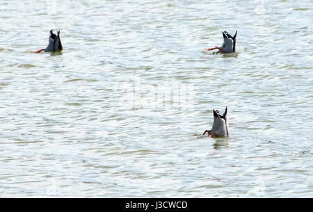 Drei Stockente Enten Tauchen für Lebensmittel Stockfoto