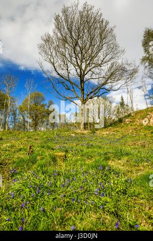 Blubell bedeckten Hang in Cumbria an einem Frühlingsmorgen mit einem Hintergrund von Bäumen Stockfoto