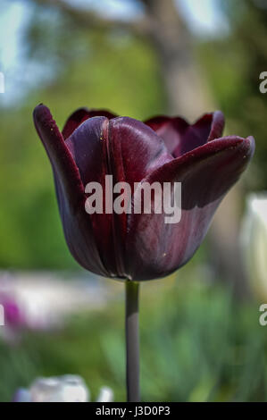 Schöne schwarze Tulpe Closeup, Triumph Tulpe oder Königin der Nacht Stockfoto