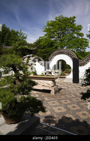 Bonsai Baum-Ausstellung im Innenhof im chinesischen Garten im Frühling, Montreal Botanical Garden, Quebec, Kanada Stockfoto