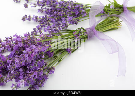 Studioaufnahme von frischem Lavendel blumeblumenstrauß mit einem lila Band auf weißem Hintergrund. Stockfoto