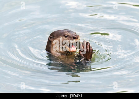 Erwachsenen glatt beschichtet Fischotter (Lutrogale Perspicillata) Essen frisch gefangenen Fisch in einem Mangroven-Fluss, Singapur Stockfoto