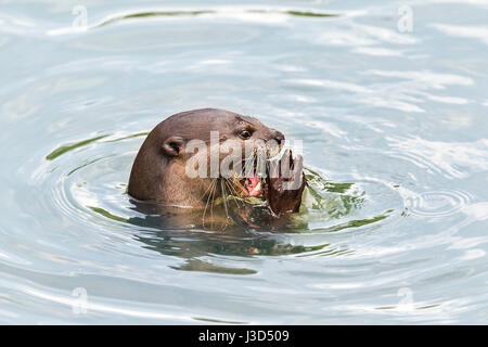 Erwachsenen glatt beschichtet Fischotter (Lutrogale Perspicillata) Essen frisch gefangenen Fisch in einem Mangroven-Fluss, Singapur Stockfoto