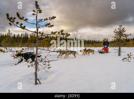 Touristen genießen einen Hundeschlitten Abenteuer, Lappland, Finnland Stockfoto