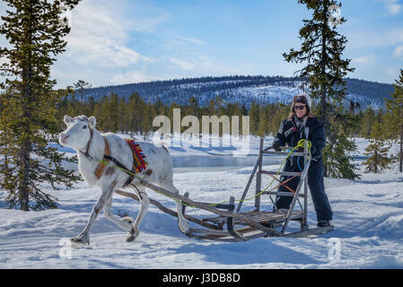 Rentier Schlitten fahren, Schwedisch Lappland, Schweden Stockfoto