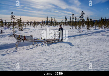 Rentier Schlitten fahren, Schwedisch Lappland, Schweden Stockfoto