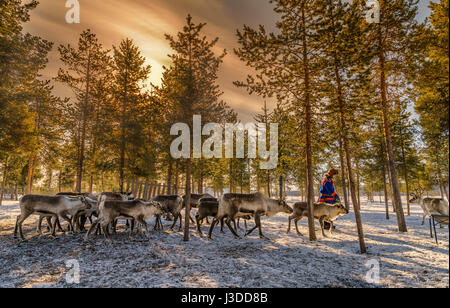 Sami mit einer Herde Rentiere, Schwedisch-Lappland, Schweden Stockfoto