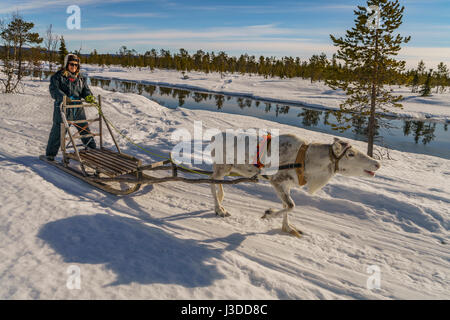 Rentier Schlitten fahren, Schwedisch Lappland, Schweden Stockfoto