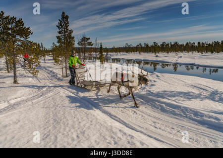 Rentier Schlitten fahren, Schwedisch Lappland, Schweden Stockfoto