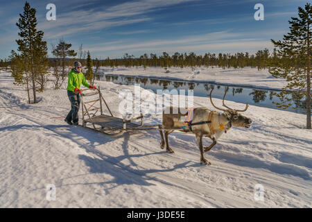 Rentier Schlitten fahren, Schwedisch Lappland, Schweden Stockfoto