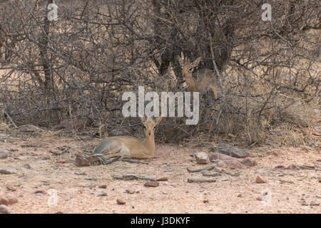 Gemeinsamen Duiker: Sylvicapra Grimmia. Namibia Stockfoto