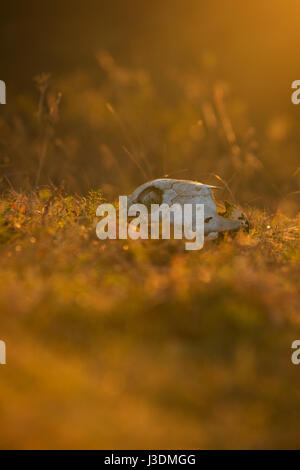 Tierische Schädel in einem Herbst Rasen, Sonnenaufgang morgen Stockfoto