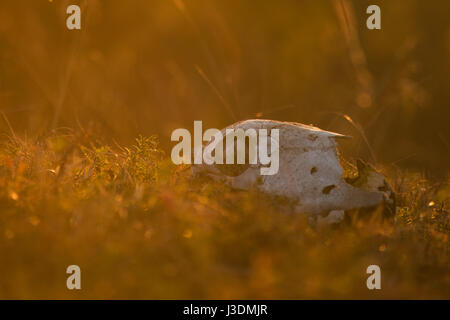 Tierische Schädel in einem Herbst Rasen, Sonnenaufgang morgen Stockfoto