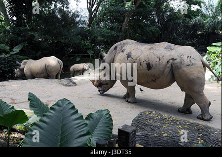 Singapur. 2016. Singapur Zoo Stockfoto