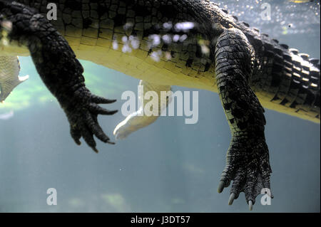 Singapur. 2015. Singapur Zoo Stockfoto