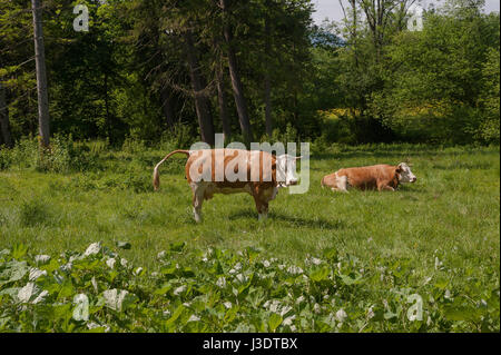 Deutschland. Bayern. 2016. Kühe auf der Wiese Stockfoto