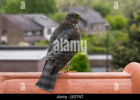 Eurasian Sparrowhawk / nördliche Sperber (Accipiter Nisus) thront auf Ridge Kachel des Hauses Dach und auf der Suche nach Gartenvögel auf Beute Stockfoto