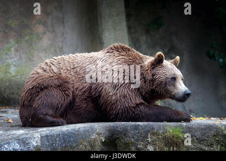 Ein Braunbär männliches Exemplar, Profil entnommen. Bär, liegend, vollständige Abbildung. Stockfoto