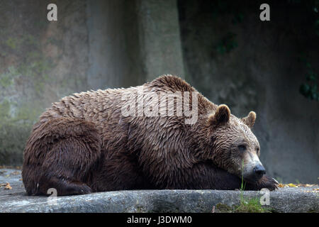 Ein Braunbär männliches Exemplar, Profil entnommen. Bär, liegend, vollständige Abbildung. Stockfoto