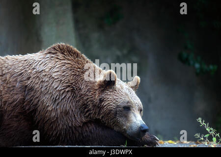 Ein Braunbär männliches Exemplar, Profil entnommen. Bär, liegend, halb Büste. Stockfoto