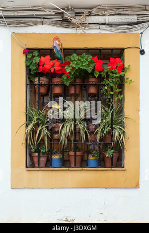 Weihnachtsstern (Euphorbia Pulcherrima) neben den anderen Zimmerpflanzen platziert hinter dem Fenster Gitter in das jüdische Viertel (Juderia de Cordoba) in Córdoba, Andalusien, Spanien. Stockfoto