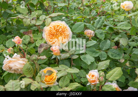 David Austin Rose Kronprinzessin Margareta Stockfoto