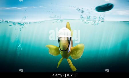 Fisch schützt sich mit einem Helm vor einem springenden Stein Stockfoto