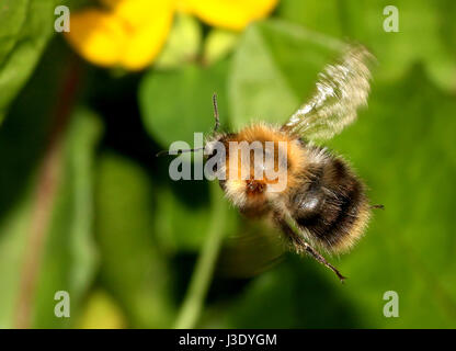 Füttern europäischen gemeinsamen Carder-Biene (Bombus Pascuorum) .hovering im Flug. Stockfoto