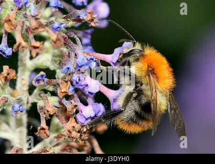 Fütterung der europäischen gemeinsamen Carder-Biene (Bombus Pascuorum). Stockfoto