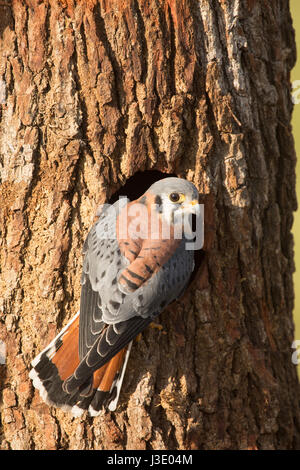 American Kestrel an einem Baumstamm Stockfoto
