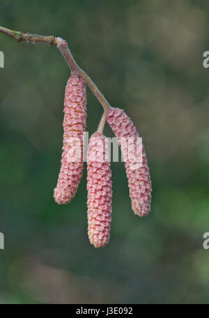 Erlen (Alnus Glutinosa) männlichen Kätzchen Stockfoto