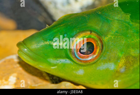 Fish Eye-Ballan wrasse (Labrus bergylta). Sussex, UK Stockfoto