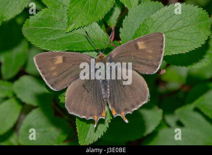 Braun Hairstreak Schmetterling (Thecla betulae) Männliche Oberseite. Sussex, UK Stockfoto