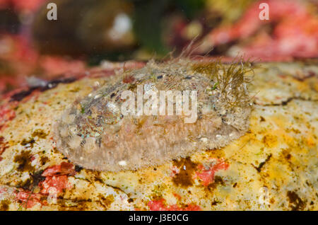 Chiton (Acanthochitona crinita) im Felsenbecken. Sussex, Großbritannien Stockfoto