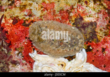Chiton (Acanthochitona crinita) im Steinpool. Sussex, Großbritannien Stockfoto
